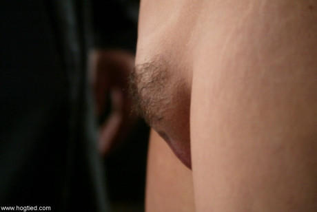 Hogtied Daphne Rosen